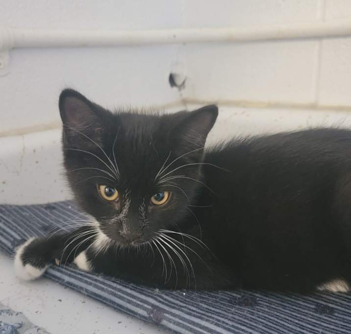 Photo of Arlo