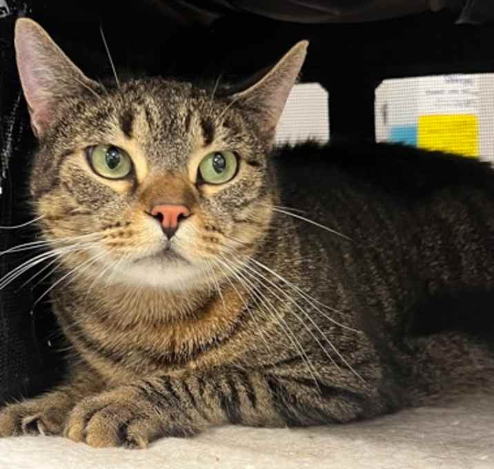 Photo of Tigger