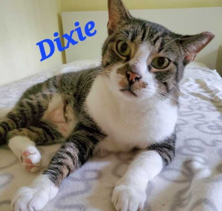 Photo of Dixie
