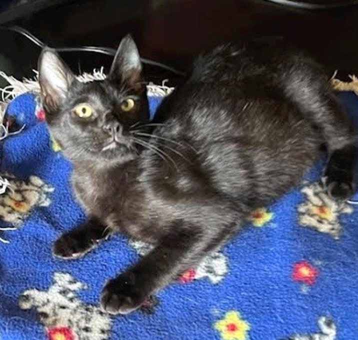 Photo of LittlePanther