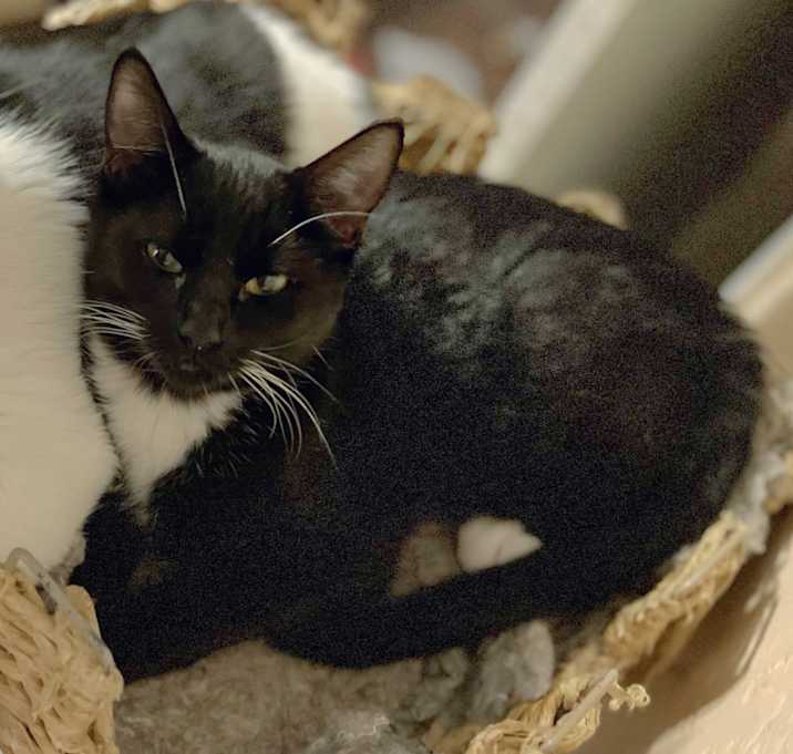 Photo of Sadie