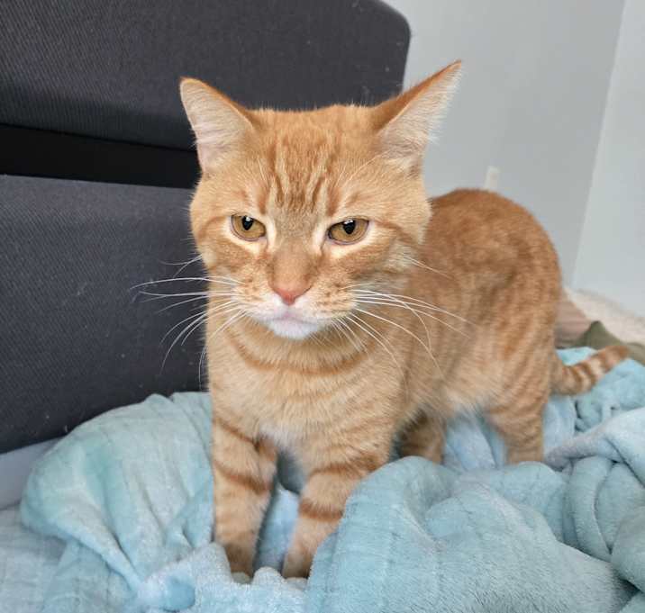 Photo of Oscar