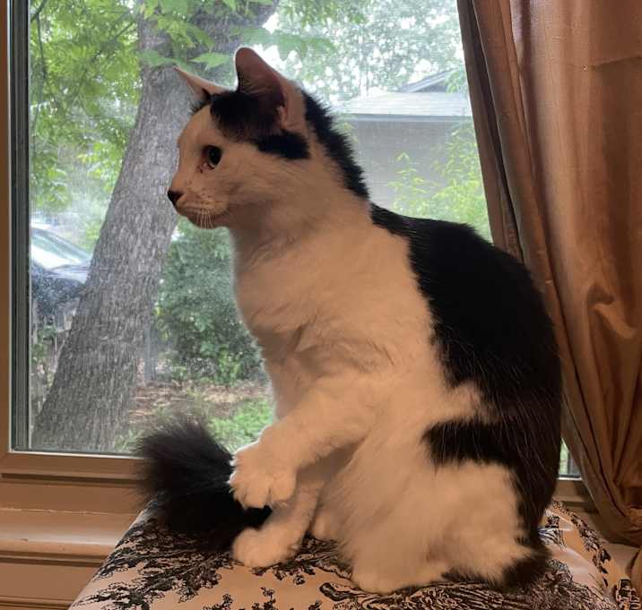 Photo of Miss Kitty