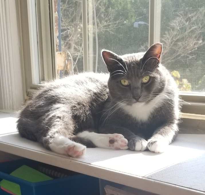 Photo of Archie Cute but Unsocial