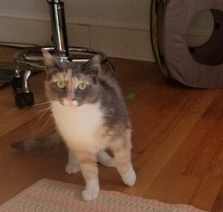 Photo of Dahlia Cute but Unsocial