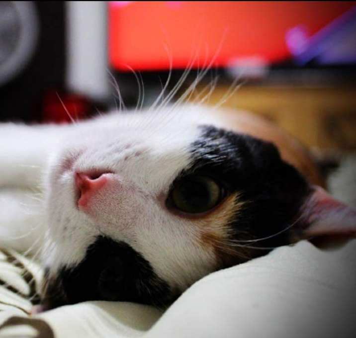 Photo of Ollie