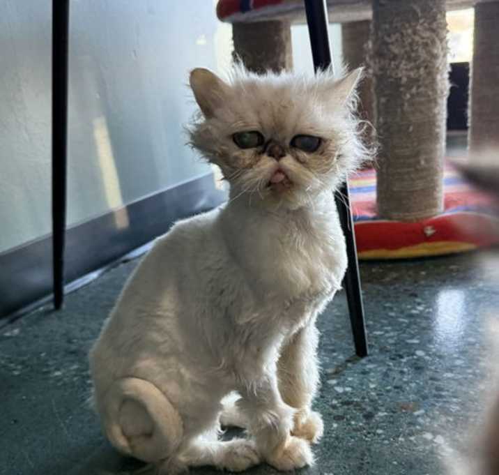 Photo of CASHMERE 3754