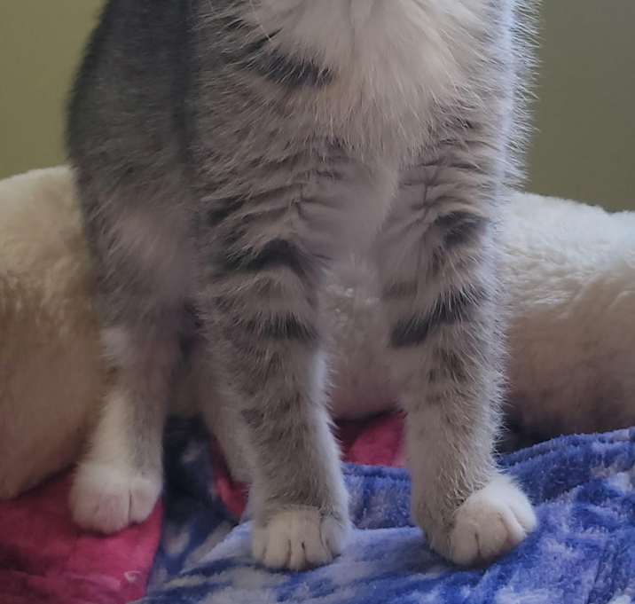Photo of Macy (bonded with Meg)