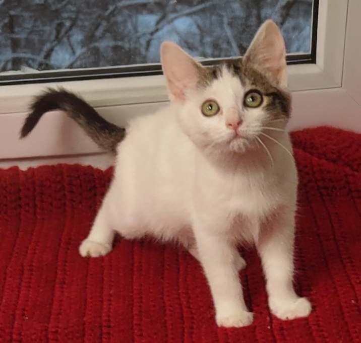 Photo of Dusty