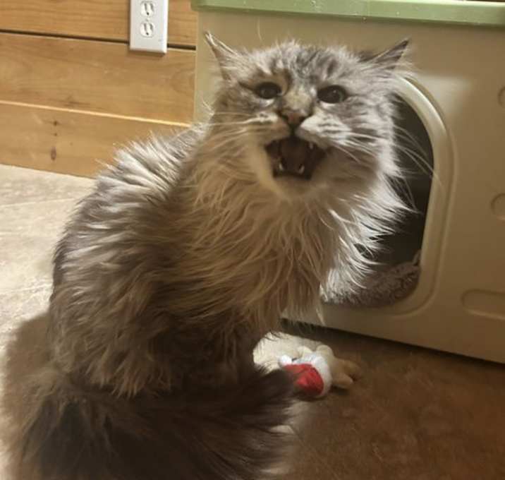Photo of Yuki