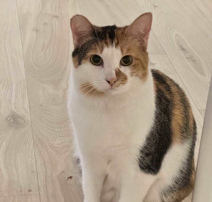 Photo of Callie