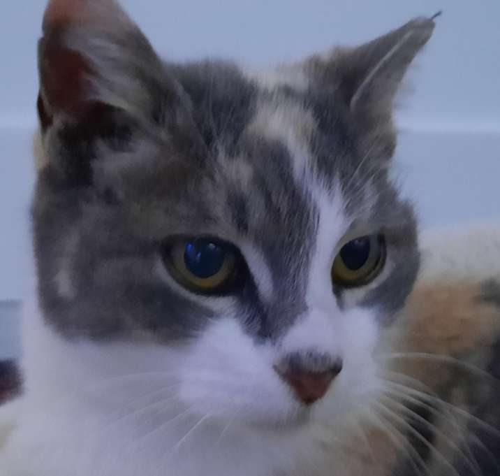 Photo of Whisper
