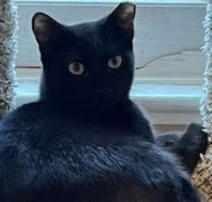 Photo of Velvet