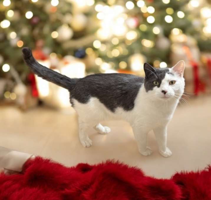 Photo of Maverick