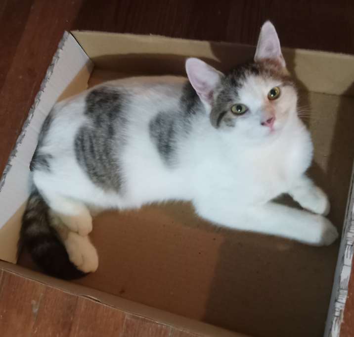 Photo of FLIP