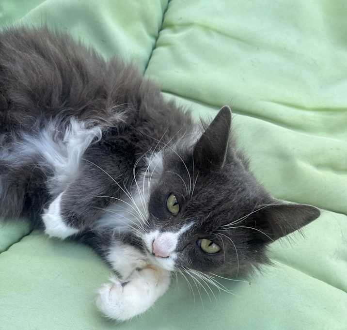 Photo of Cassidy