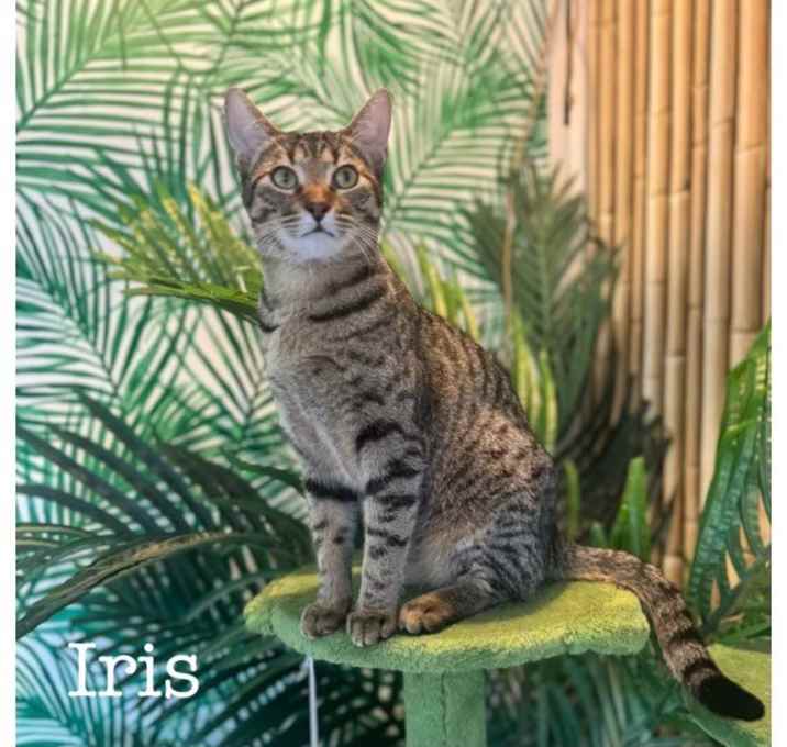 Photo of Iris (Bonded with Adonis)
