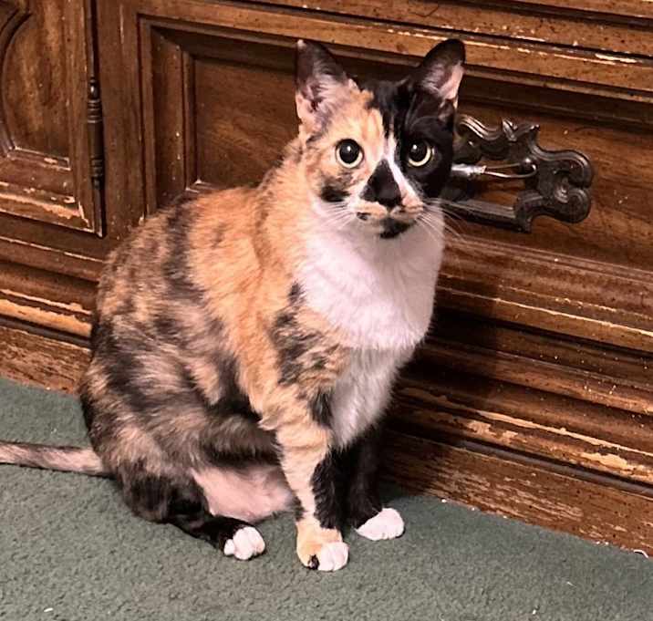 Photo of Ginger