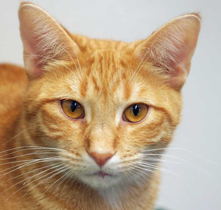 Photo of Butterscotch