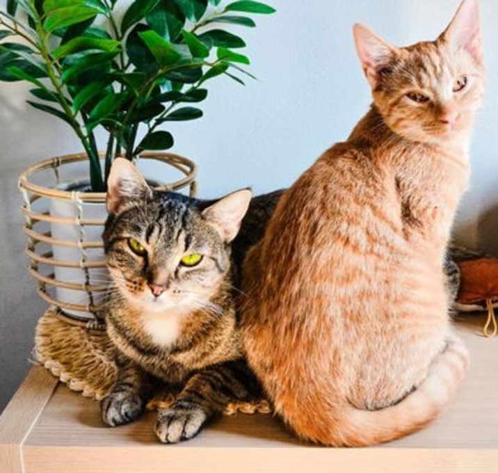 Photo of Sugar and Peaches *bonded pair*
