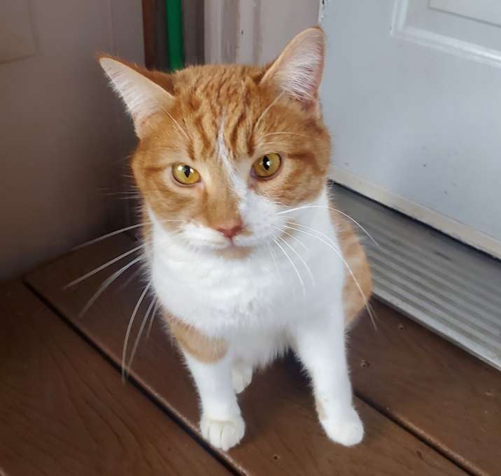 Photo of Twinkie