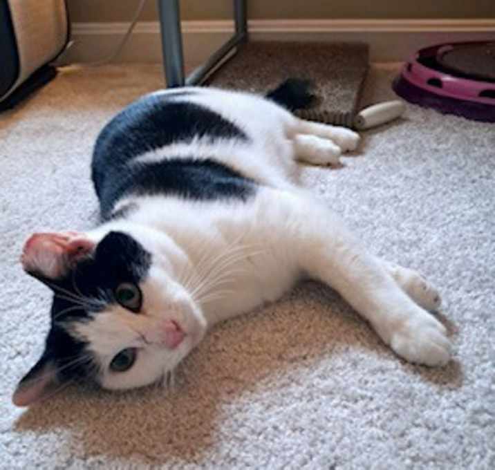 Photo of Checkers