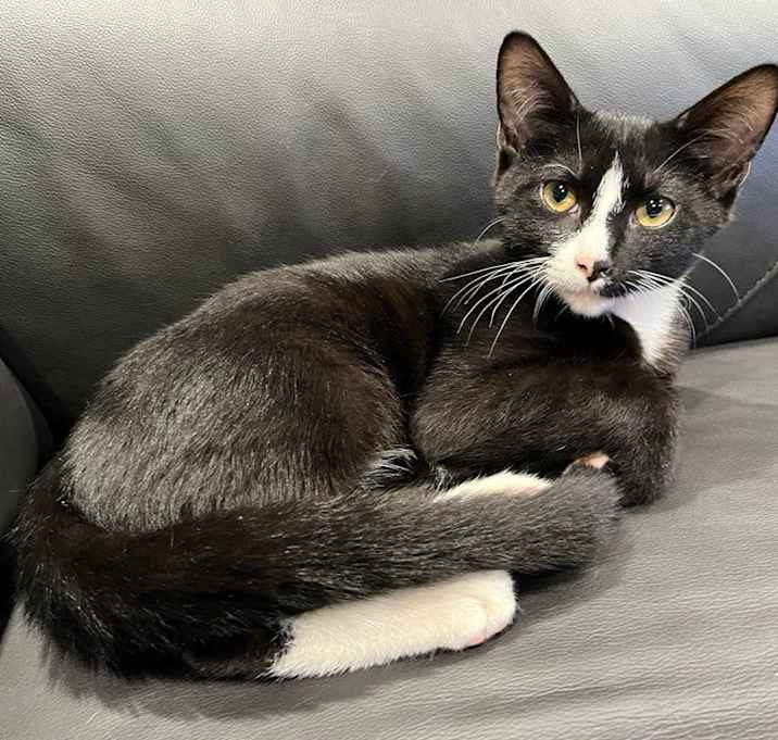 Photo of Bandit