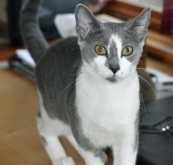 Photo of Jelly Bean