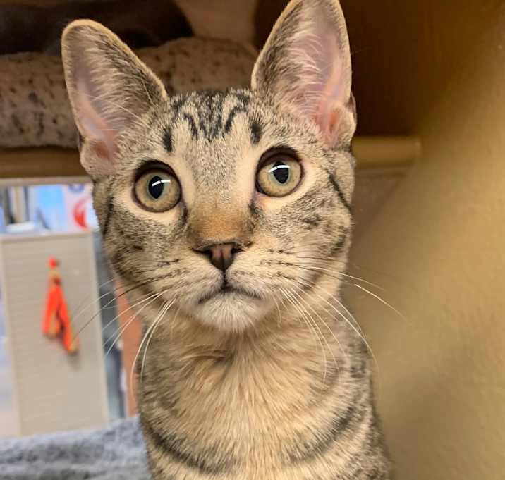 Photo of Ziggy