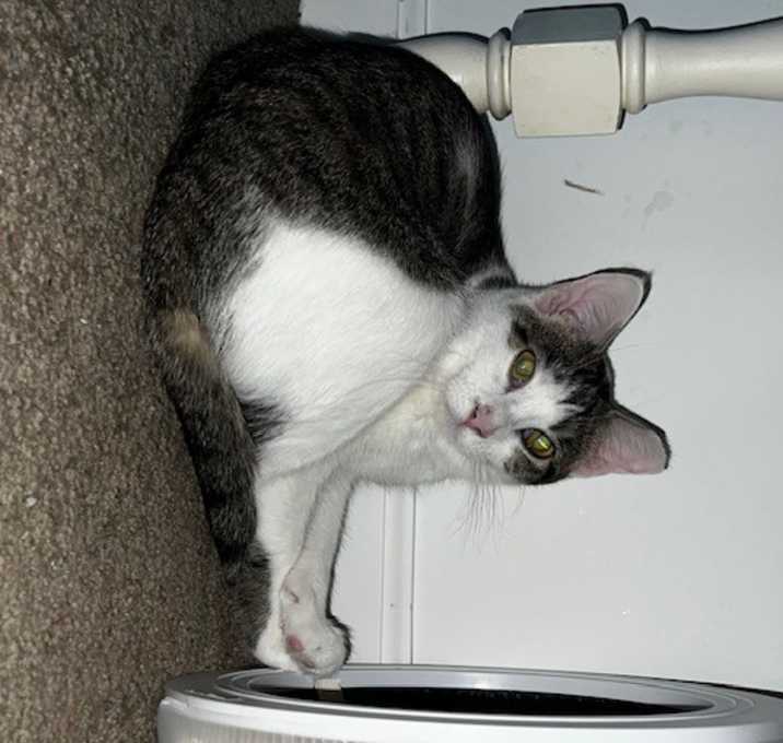 Photo of Starfire