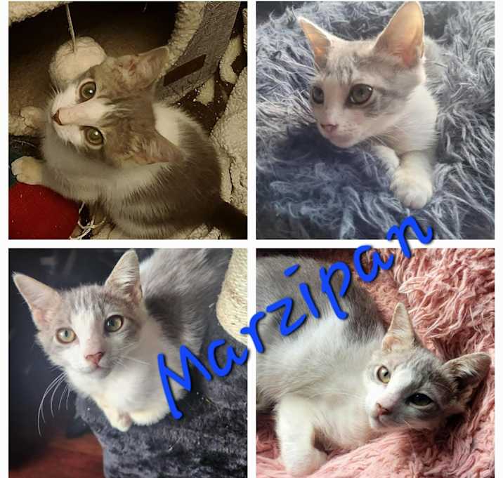 Photo of Marzipan