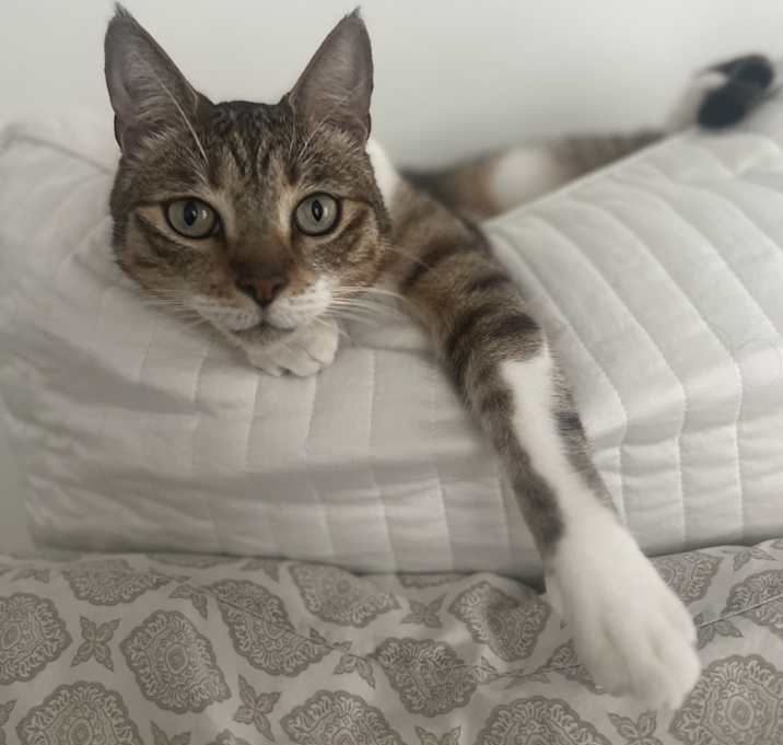 Photo of Bodhi