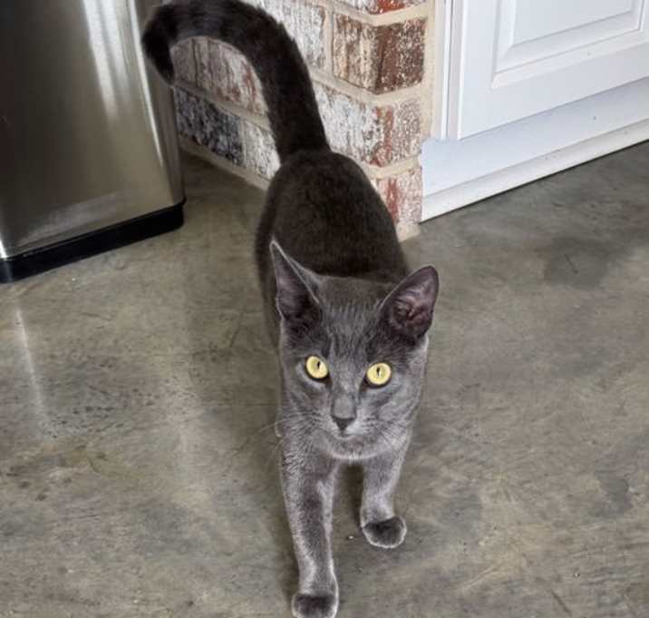 Photo of Diesel