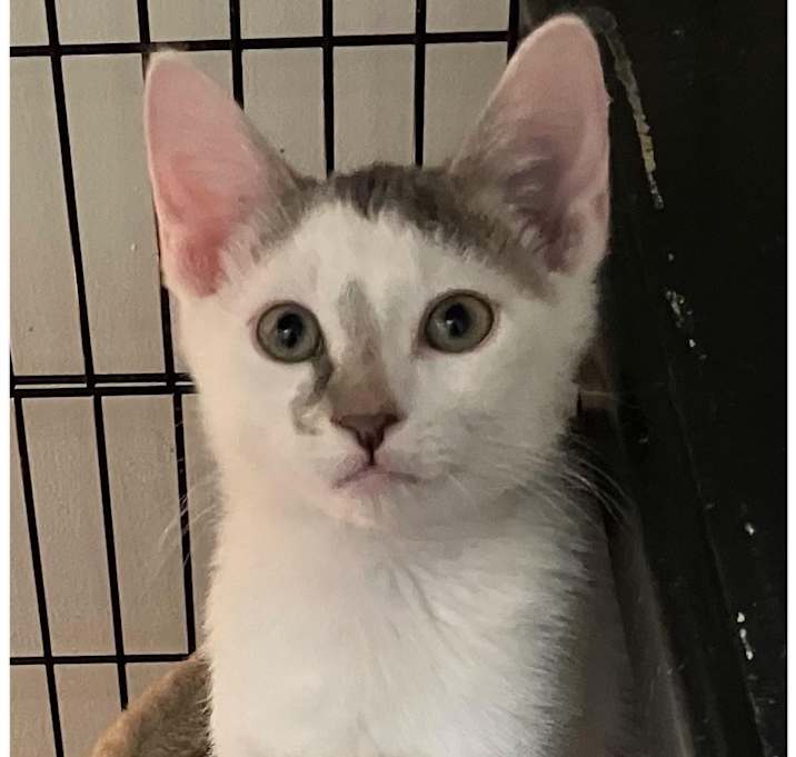 Photo of Denver,( Doug, Dan adopted)