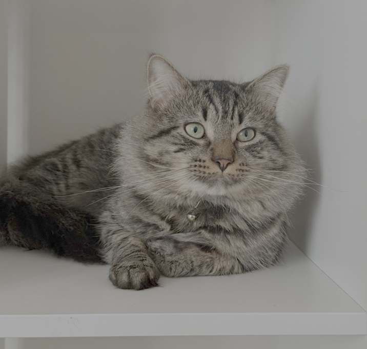 Photo of Adonis