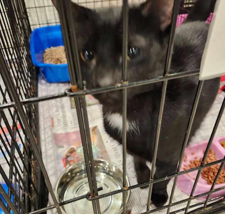 Photo of Smokey