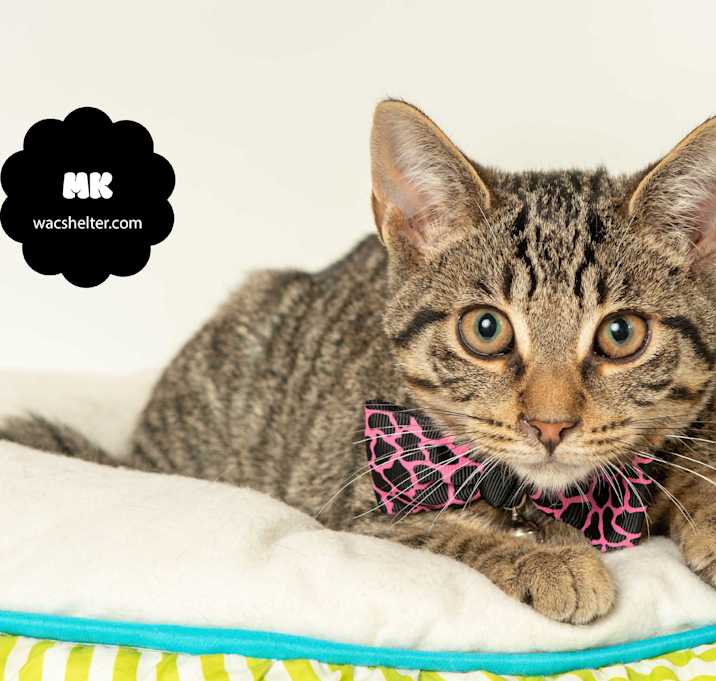 Photo of MK