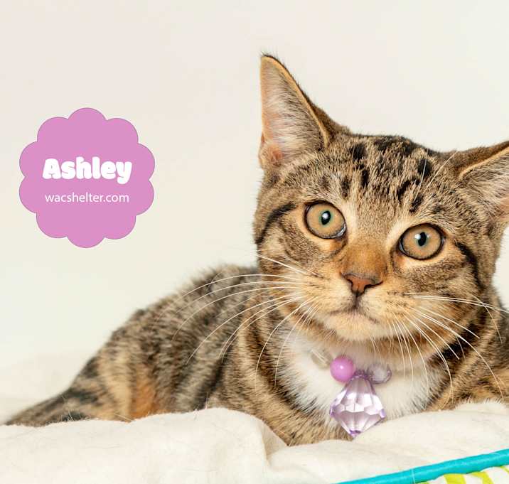 Photo of ASHLEY (LOVES OTHER CATS)