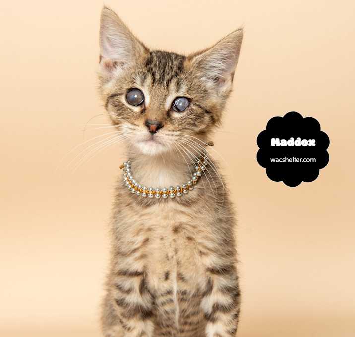 Photo of MADDOX (VISION IMPAIRED)