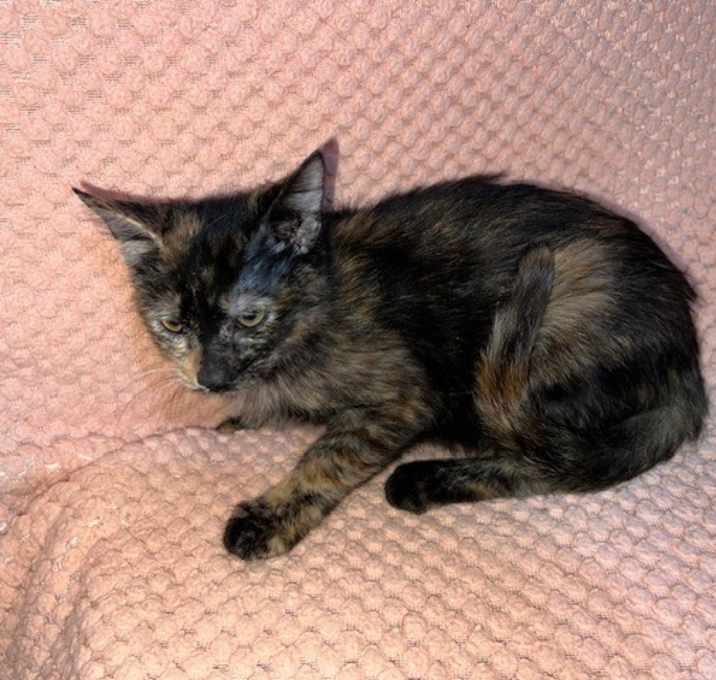 Photo of Asher (RARE MALE TORTI)
