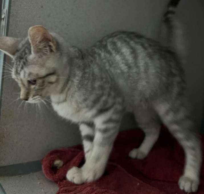 Photo of Siberian