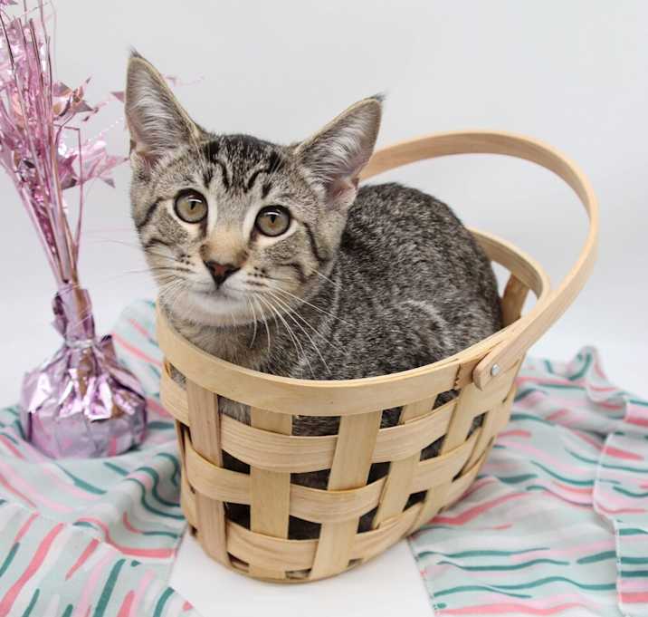 Photo of Tootiebelle
