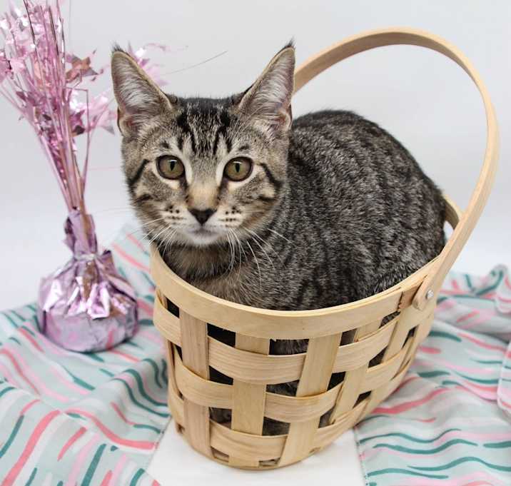 Photo of Twiggy III