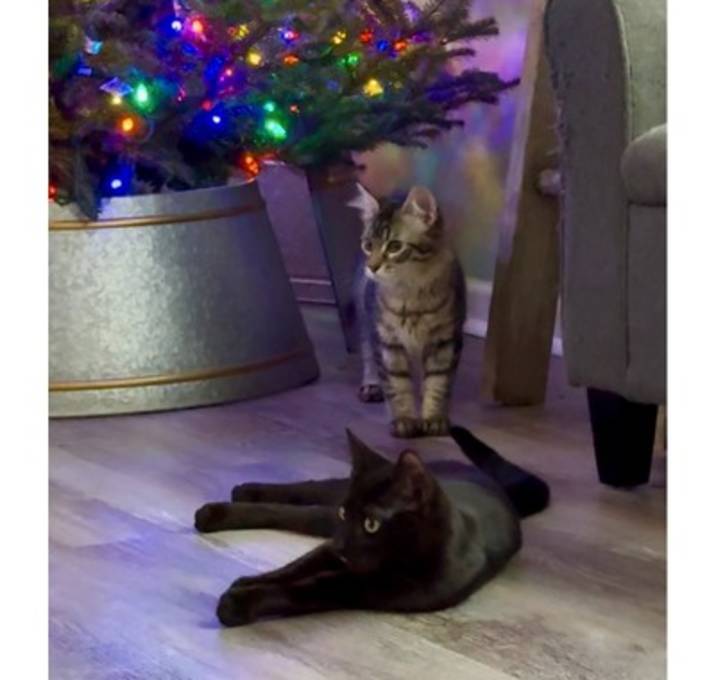 Photo of Kiwi and Mango