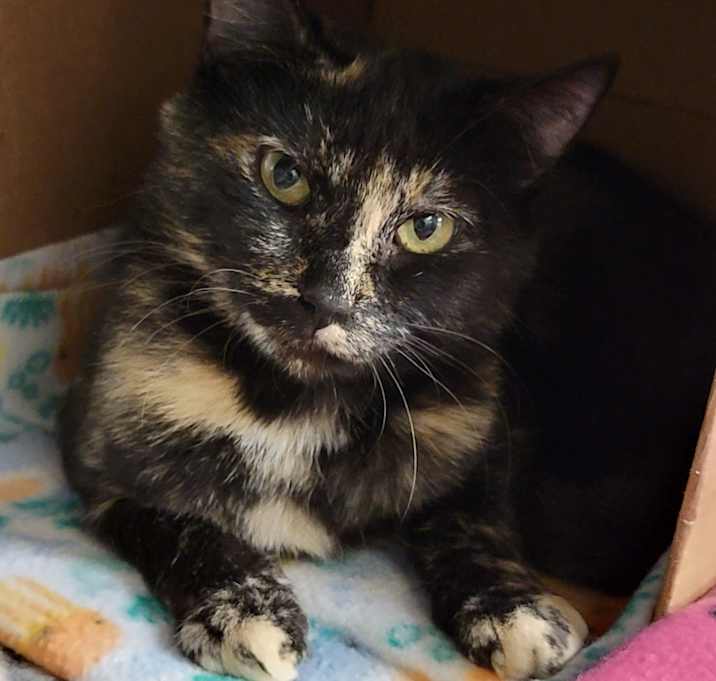 Photo of Tori (Spayed/Empty-Nester)