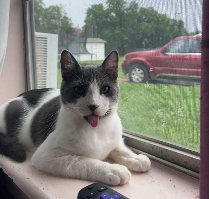 Photo of Milo