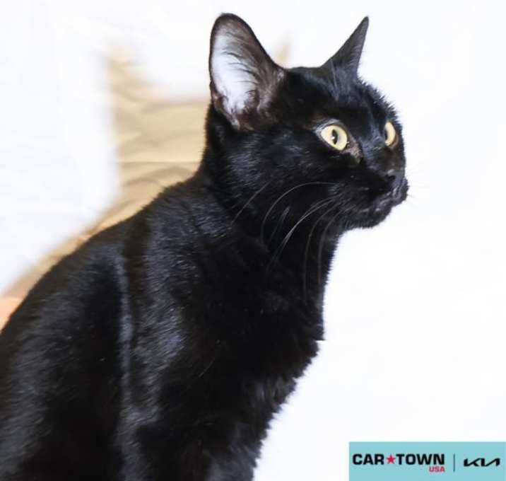 Photo of Willow
