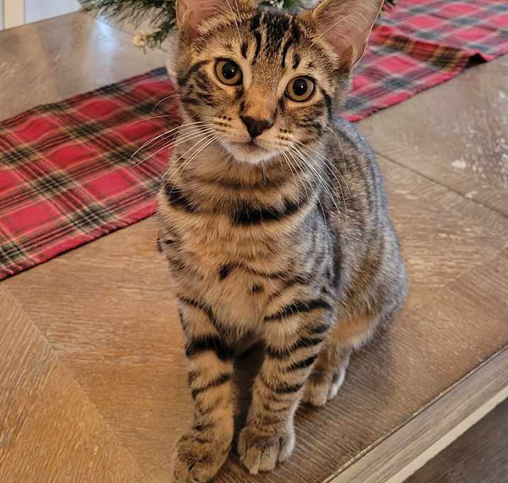 Photo of Beauregard