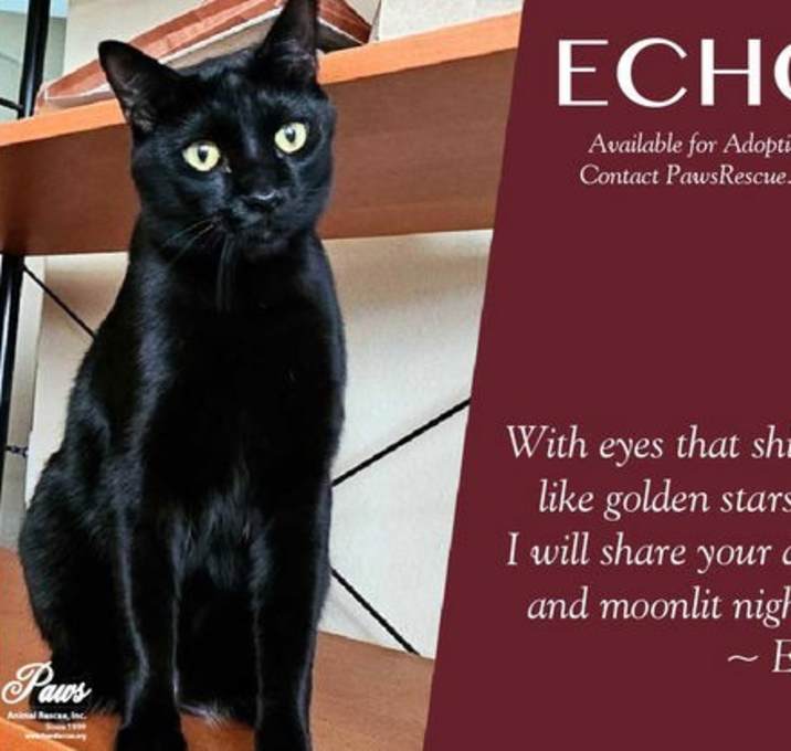 Photo of Echo