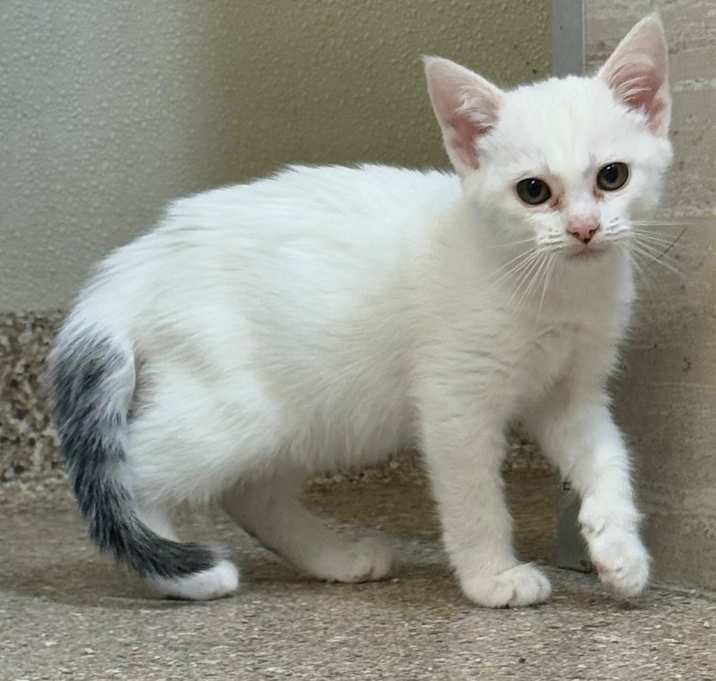 Photo of Willow